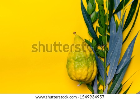 Lulav - the traditional Jewish Sukkot festival symbol. Composition of four species: etrog, palm, myrtle and willow on a yellow background. Horizontal banner with a copy space.