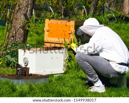 Photographer taking pictures and videos of apiarist in garden, with bees flying around the beekeeper. Authentic scene of apiculture life