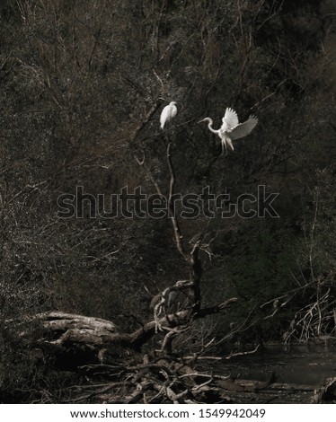 white heron in natural environment