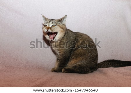 Funny gray kitten with open mouth. Screaming kitten.