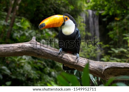 Toco toucan / common toucan / giant toucan (Ramphastos toco) perched in tree, native to South America