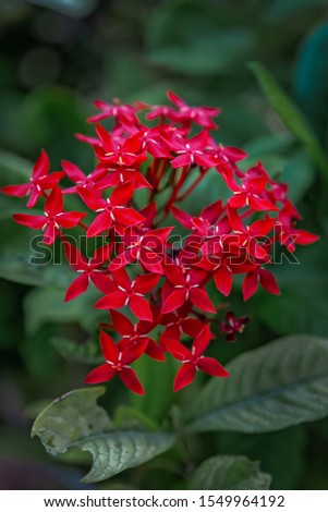 Beautiful Red spike flower. King Ixora blooming (Ixora chinensis). Rubiaceae flower.Ixora flower. Ixora coccinea flower in Dammam Park Saudi Arabia