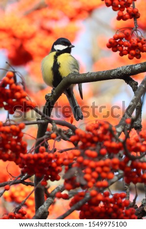 great tit is small bird Royalty-Free Stock Photo #1549975100