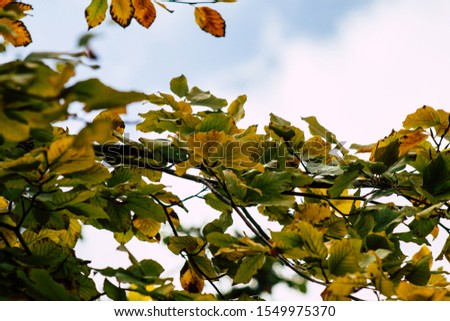Closeup of tree leaves in autumn from France in late afternoon