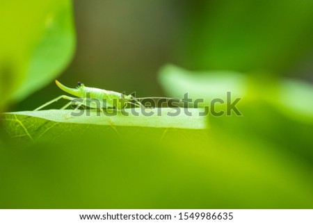 Meconema thalassinum, oak bush-cricket or drumming katydid on a leaf in a tree