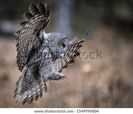 Great Grey Owl in Canada