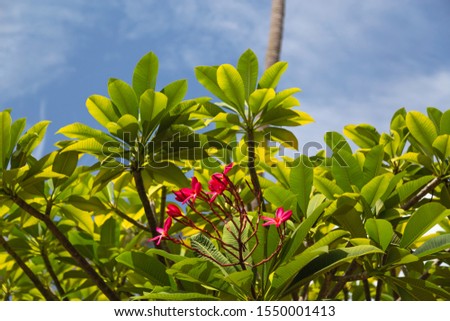 Plumeria is red on a tree with green leaves