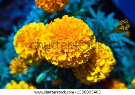 a, Granada province, Spain - September 13th, 2019 : Ornamental bunch of Marigold flowers with weird colors in the Costa tropical of Granada province.