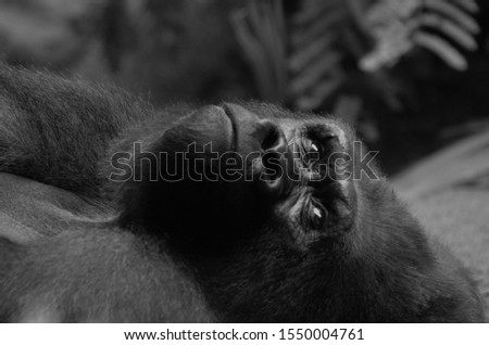 
Gorilla male lying with open eyes.
Picture taken from the head .Photo in black and white