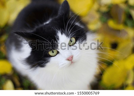 Black and white angry kitty in nature against a background of yellow apricot leaves on the ground - autumn outdoors