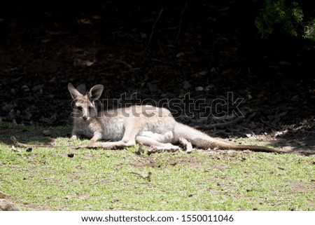 the joey western grey kangaroo is resting in the shade