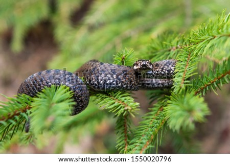 Closeup snake poisonous viper in summer on branch the of tree . Vipera berus