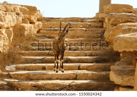goats live in Ramon crater in the Negev desert in southern Israel