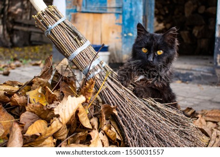 Black cat with a broom sitting in a pile of yellow leaves.