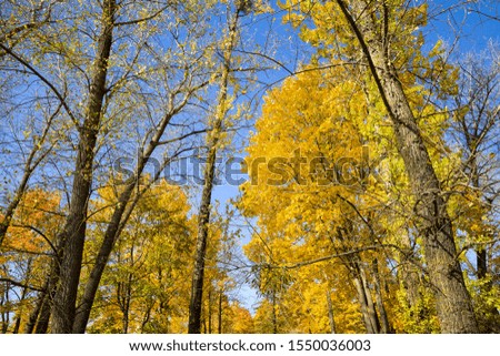 autumn landscape, foliage on the ground in early autumn, beautiful nature in leaf fall in nature, deciduous forest with mixed tree species