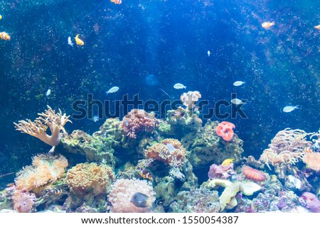 Amazing coral reef aquarium.  blue ocean with colorful fish 