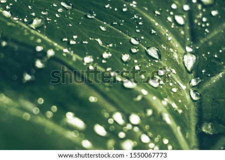 Close-up of water droplets on green leaves