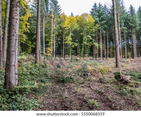 Clearing and deforestation in mixed forests