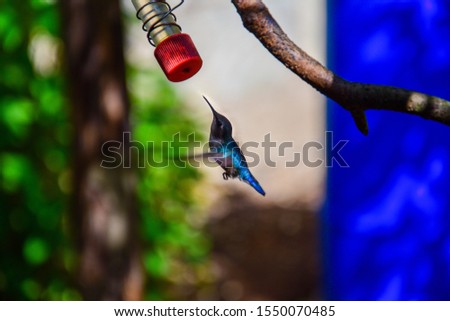 Photo of a blue hummingbird drinking nectar