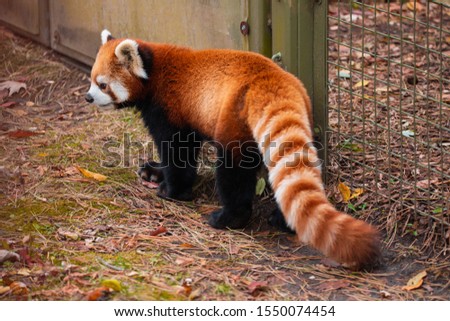 Cute Red panda walking around being playful in an enclosure