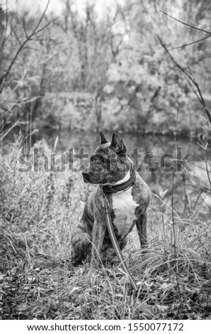 Black and white photograph of the Staffordshire Terrier on the lake in autumn