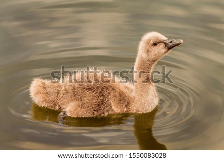 Picture of a baby swan swimming in a little pond, surrounding by water ripples.