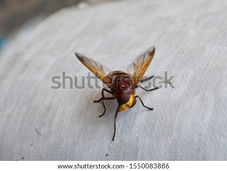 Hoverfly, also called flower flyor syrphid fly, make up the insect family Syrphidae. Macro insect photography