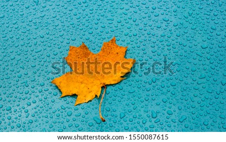 Autumn colored single maple leaf on metallic turquoise car front hood covered with raindrops. Rainy cold autumn decay. Contrasting colors. Large high-resolution print file. Wallpaper droplets.