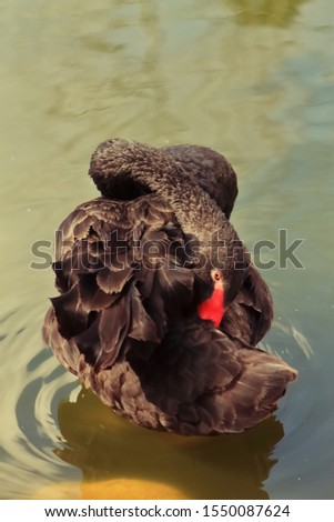 Close up picture of a black swan in a little pond that cleans its feathers.