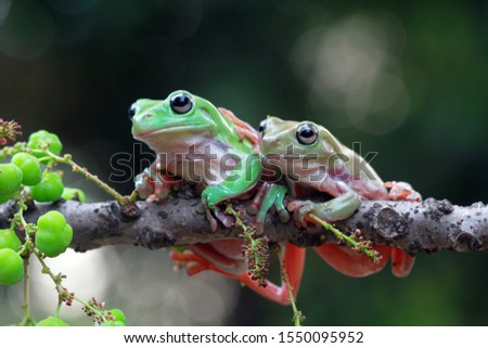 Tree frog on branch, beatiful papua dumpy frog, asia tree frog
