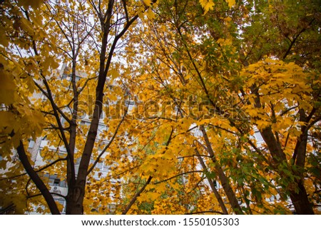 Autumn trees in the city