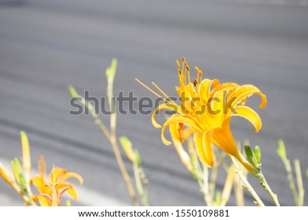 yellow flowers on the Mexican roadside