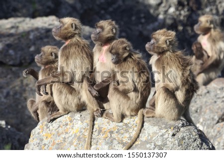 A group of female gelada baboons, Theropithecus gelada, on a rock.