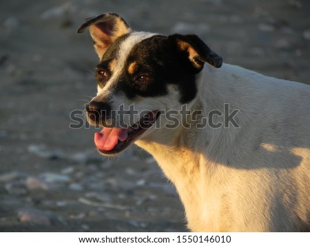 Dog portrait. Mongrel on the beach with tongue sticking out. A white dog with black spots on the head looks at the setting sun.
