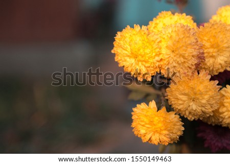 Lots of beautiful flowers in the garden with copy space for text. They are often called Mexican, Aztec or African marigold.