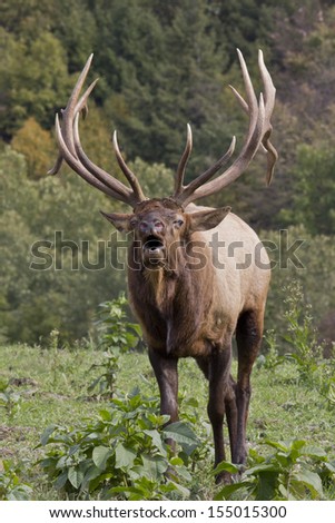 Bugling Bull Elk - Photograph taken in Elk County, Elk State Forest, Benezette, Pennsylvania