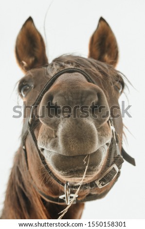 A horse or a cammel?