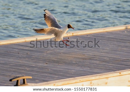 Black Headed Gull coming in for a landing in the Finnish Archipelago. Royalty-Free Stock Photo #1550177831
