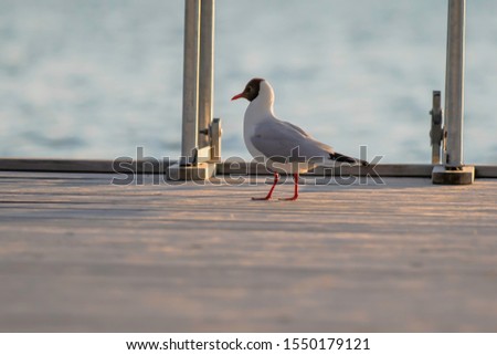 Black Headed Gull takes a break from fishing on a dock in the Archipelago of Finland. Royalty-Free Stock Photo #1550179121