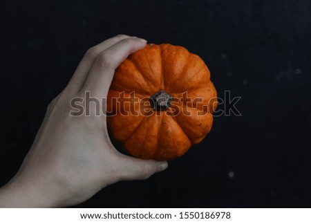 
Autumn natural beautiful little pumpkins