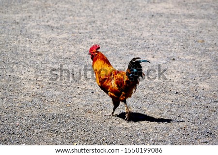 colorful rooster on nature background