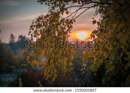 Autumn Colors Tree Leaves at Sunset