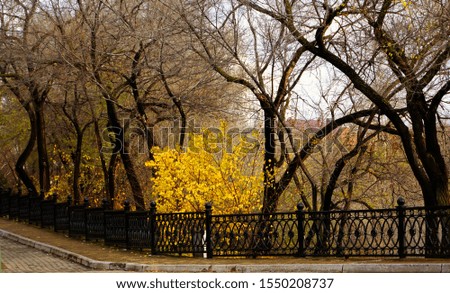    The leaves are fallen, and only a bright apricot bush shines in the autumn park                            