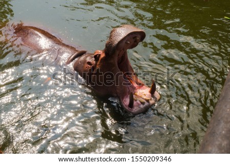  hippopotamus is a type of herbivorous mammal. In the pair of ungulates in the water