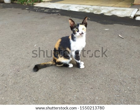 a striped cat is playing on the asphalt