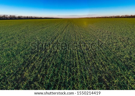 Field with young sprouts, top view. Drone shooting. Royalty-Free Stock Photo #1550214419