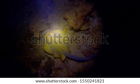 Blue Spotted Stingray – Bluespotted Ray on Night Dive Near Koh Tao Thailand
