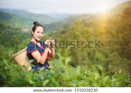 Asian women, hill tribe women collecting tea leaves and baskets at Mae Salong Mountain, Mae Chan, Chiang Rai, Thailand with a background of Choui Fong tea plantation. - Image Royalty-Free Stock Photo #1550250230