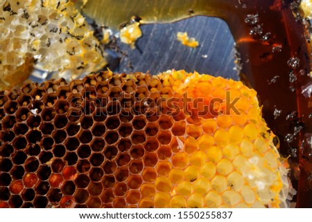 this pic shows  the honeycomb have a structure of hexagonal cells with golden honey and many ants in cells, texture or background concept.