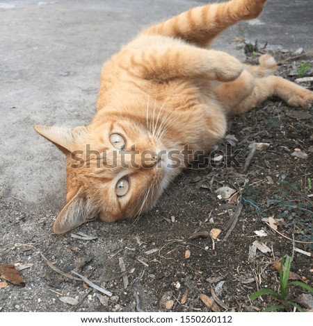 Thailand cat style.On the floor.